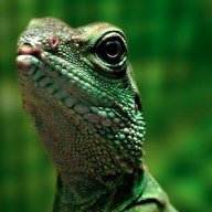 Lizardbreath