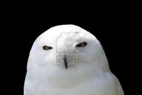 Whiteowl