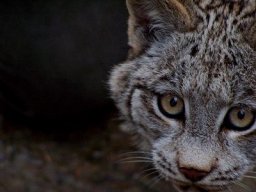 AcidicLynx