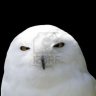 Whiteowl