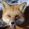 Fox the Wanderer